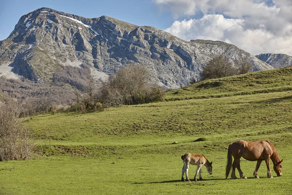 Mare Cheval Avec Son Poulain Dans Une Vallée Verdoyante Nouveau — Photo