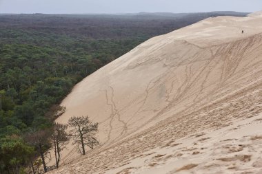 Arcachon havzasında Pilat kum tepesi ve yeşil orman. Aquitaine, Fransa