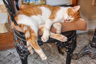 Sandalyedeki sevimli uyuyan kedi. Rahatlatıcı kedi.
