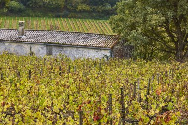 St. Emilion 'da sonbahar şaraphaneleri. Tarım endüstrisi. Fransa