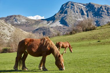 Yeşil bir vadide atlar. Castilla y Leon manzarası. İspanya