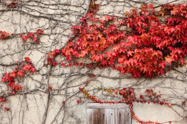 Duvardaki kırmızı sarmaşık. Sonbahar yaprakları doğal desenli arkaplan