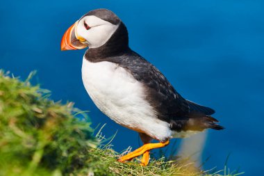 Mykines kayalıklarında ve Atlantik okyanusunda martı. Faroe Adaları kuş yaşamı