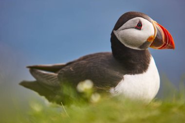Mykines kayalıklarında ve Atlantik okyanusunda martı. Faroe Adaları kuş yaşamı