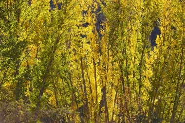 Guadalajara 'da güzel güneşli sonbahar manzarası, Castilla La Mancha, İspanya