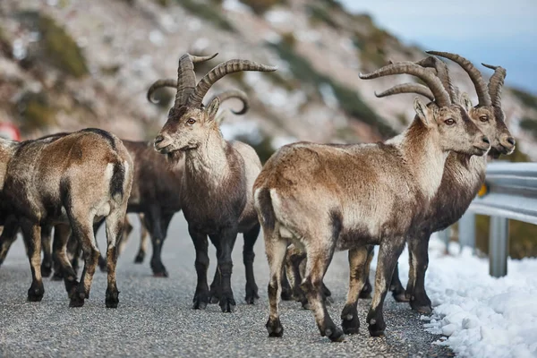 Stado Kóz Górskich Przechodzących Przez Ulicę Alpejska Dzika Przyroda Hiszpania — Zdjęcie stockowe