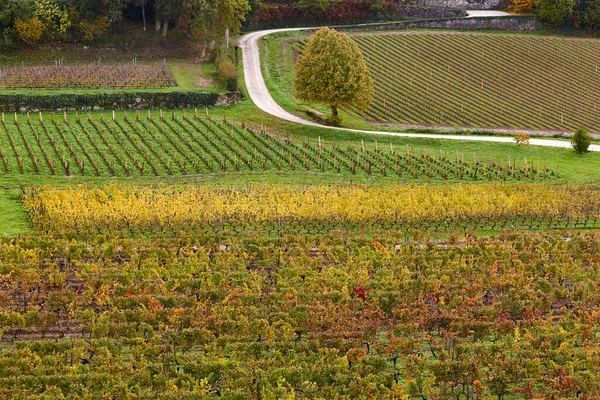 Autumn Wineyards Emilion Agriculture Industry France — Stock Photo, Image