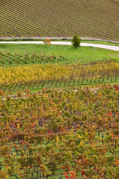Wineyards Emilion Autumn Agriculture Industry France — Stock Photo, Image