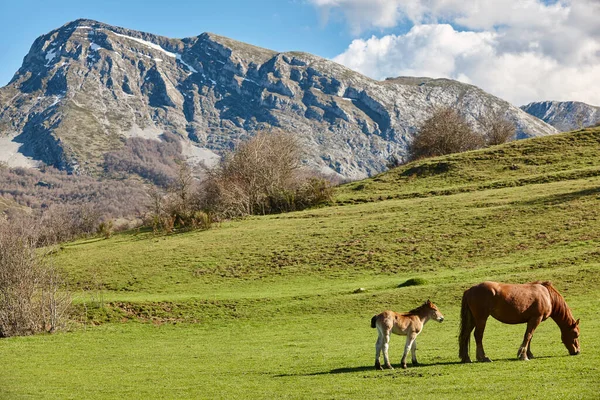 Лошадь Жеребцом Зеленой Долине Новорожденные — стоковое фото
