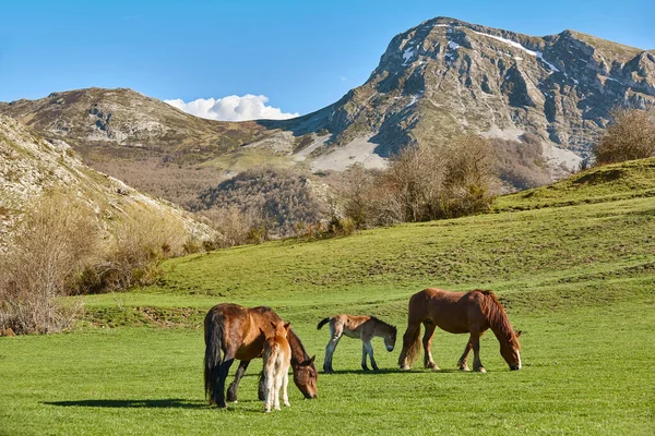 Stute Pferd Mit Ihrem Fohlen Einem Grünen Tal Neugeborenes — Stockfoto