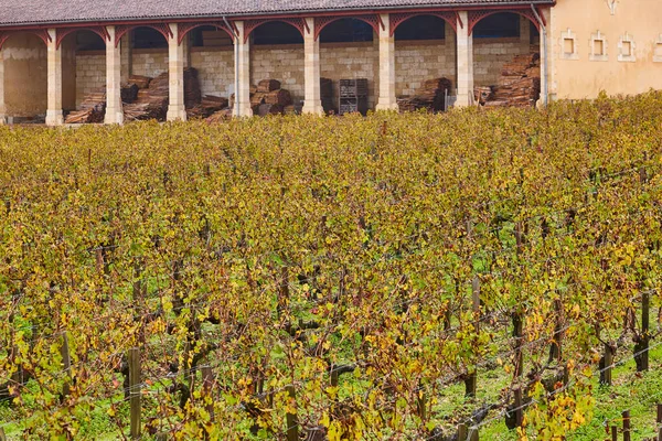 Vignobles Automne Bordeaux Industrie Agricole Aquitaine France — Photo