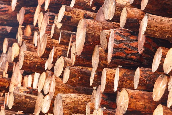 Yeni Kesilmiş Kütükler Yığılmış Doğal Çam Ağacı Ormanların Yok Edilmesi — Stok fotoğraf