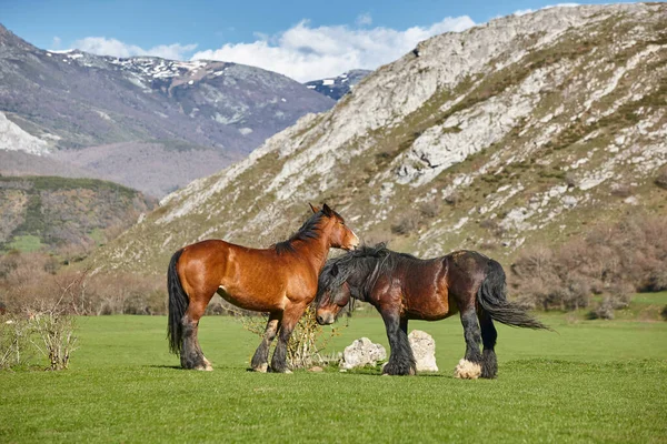 Pferde Einem Grünen Tal Kastilien León Spanien — Stockfoto