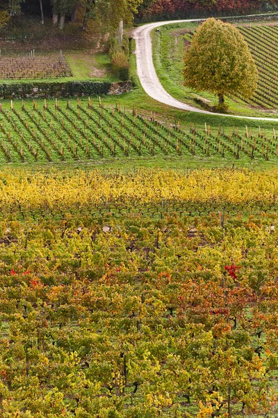 Wineyards Emilion Autumn Agriculture Industry France — Stock Photo, Image