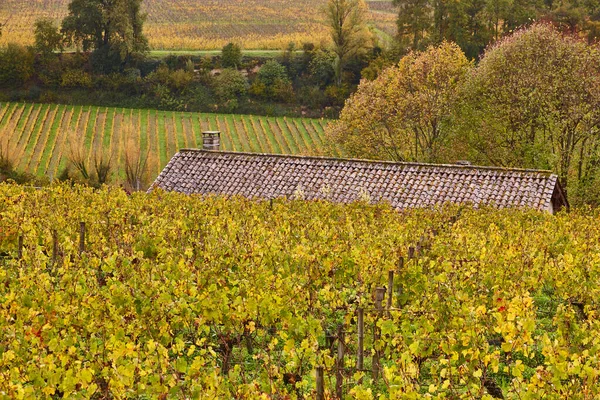 Виноградники Осені Санкт Емілії Сільськогосподарська Промисловість Франція — стокове фото