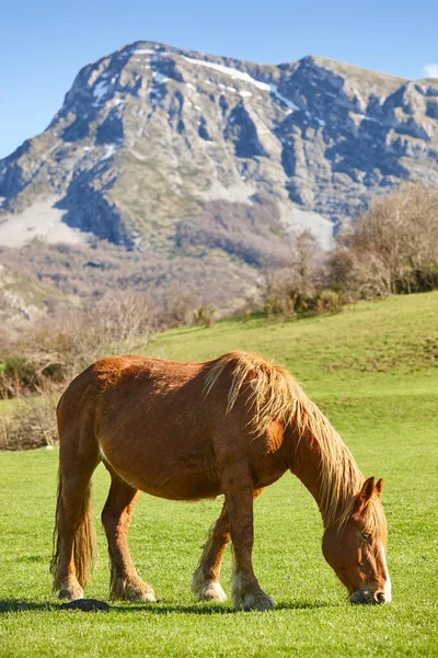 Paard Een Groene Vallei Castilla Leon Landschap Spanje — Stockfoto