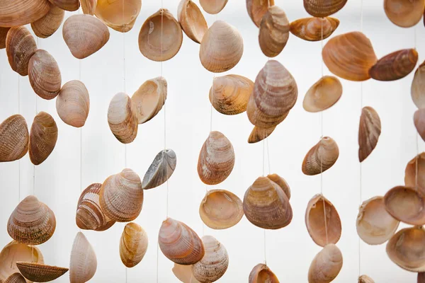 Decorative Shells Hanging Nylon Thread Marine Natural Decoration — Stock Photo, Image