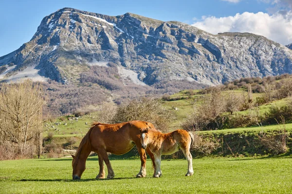 Pferde Einem Grünen Tal Kastilien León Spanien — Stockfoto