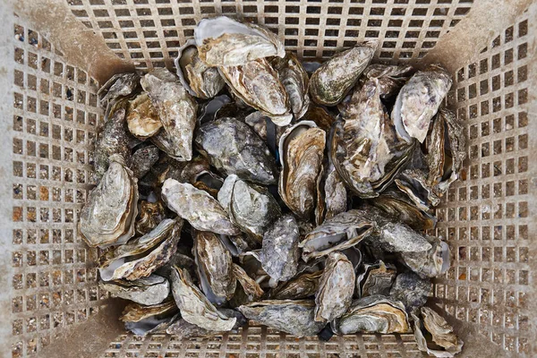 籠の中の牡蠣 アキテーヌの魚介類 フランスのアルカコン — ストック写真