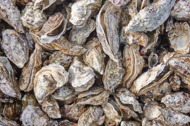 İstiridye arka planı. Arcachon körfezi. Aquitaine, Fransa 'da deniz ürünleri