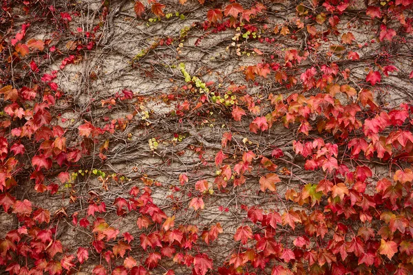 墙上的红常春藤 秋叶自然质感背景 — 图库照片