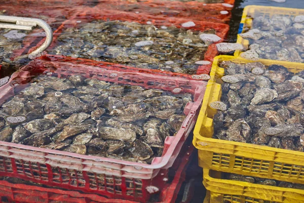 Oyster Farm Arcachon Bay Delicatessen Seafood Aquitaine France — Stock Photo, Image