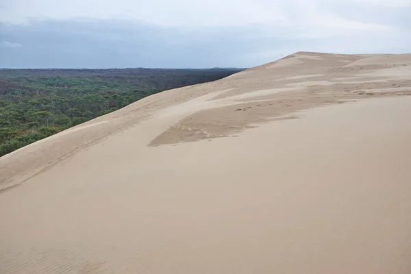 Dune Pilat Foresta Verde Nel Bacino Del Arcachon Aquitania Francia — Foto Stock