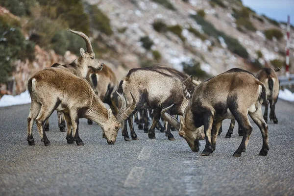 Herd Mountain Goats Crossing Road Alpine Wildlife Spain — Stock Photo, Image
