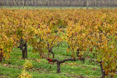 Bordeaux 'da sonbahar şaraphaneleri. Aquitaine bölgesinde tarım endüstrisi. Fransa