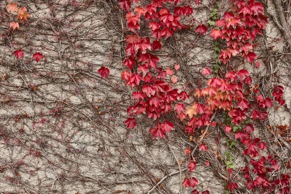 Duvardaki Kırmızı Sarmaşık Sonbahar Yaprakları Doğal Desenli Arkaplan — Stok fotoğraf