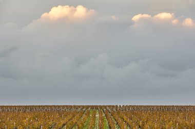 St. Emilion 'da sonbahar şaraphaneleri. Tarım endüstrisi. Fransa