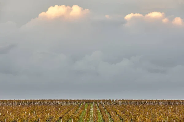 Podzimní Vinice Emilion Zemědělský Průmysl Francie — Stock fotografie