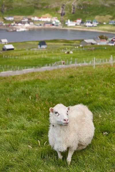 Faroe Adaları Kıyı Şeridinde Koyun Otlatıyorlar Yeşil Manzaralı Dikey — Stok fotoğraf