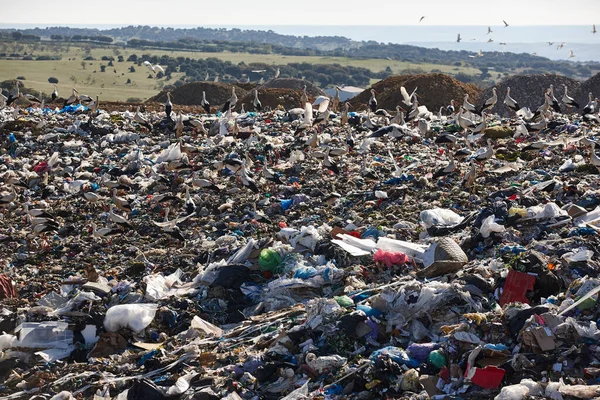 Large Numbers Birds Landfill Site Environmental Damage Waste — Stock Photo, Image