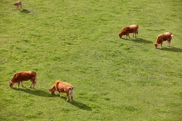 Cows Grazing Pasture Cattle Livestock Spain — 스톡 사진
