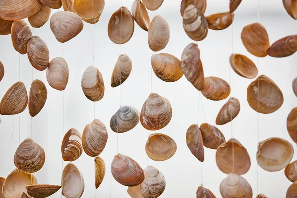 ナイロン糸からぶら下がって装飾的なシェル 海の自然装飾 — ストック写真