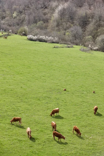 Cows Grazing Pasture Cattle Livestock Spain — 스톡 사진