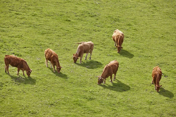 Cows Grazing Pasture Cattle Livestock Spain — стокове фото