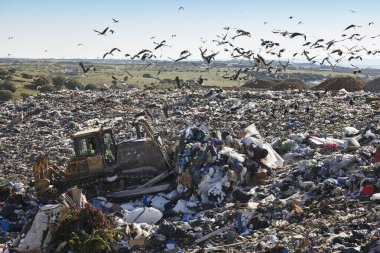 Heavy machinery shredding garbage in an open air landfill. Waste
