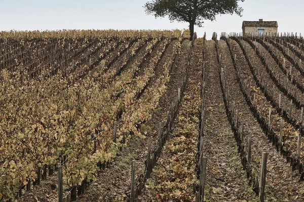 Autumn Wineyards Bordeaux Agriculture Industry Aquitaine Region France — Stock Photo, Image