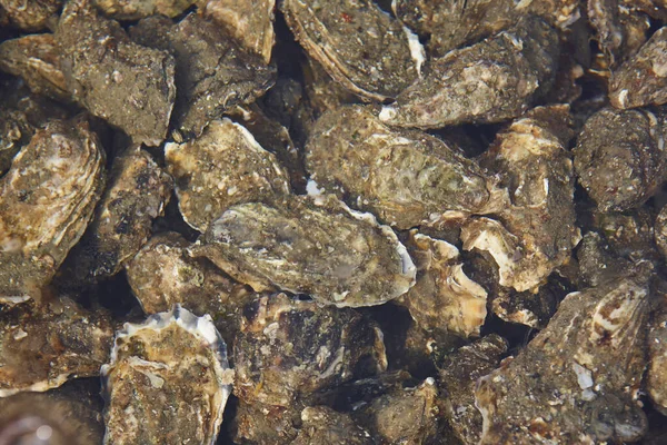 バスケットの下の牡蠣 アキテーヌの魚介類 フランスのアルカコン — ストック写真