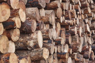 Yeni kesilmiş kütükler yığılmış. Doğal çam ağacı. Ormanların yok edilmesi. Kereste endüstrisi