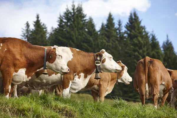 Vacas Pastando Pasto Pecuária Região Tirol Áustria — Fotografia de Stock
