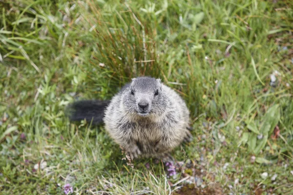 Groundhog sitting on the ground looking at camera. Wildlife. Meteorology