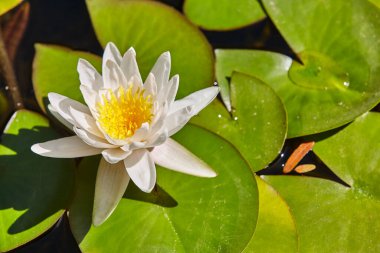 Water lily flower surrounded by green leaves. Exotic garden. Botanical clipart