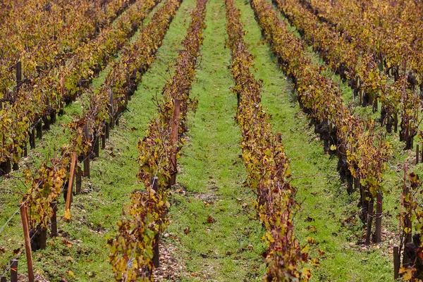 Bordeaux 'da sonbahar şaraphaneleri. Aquitaine bölgesinde tarım endüstrisi. Fransa