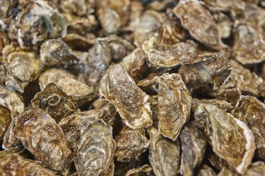 Arcachon koyunda istiridye. Delicatessen, Aquitaine 'de yiyecek görüyor. Fransa