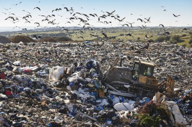 Heavy machinery shredding garbage in an open air landfill. Waste