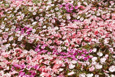 İlkbahar. Taze sabırsız Walleriana çiçek tarlası. Renkli çiçek arkaplanı