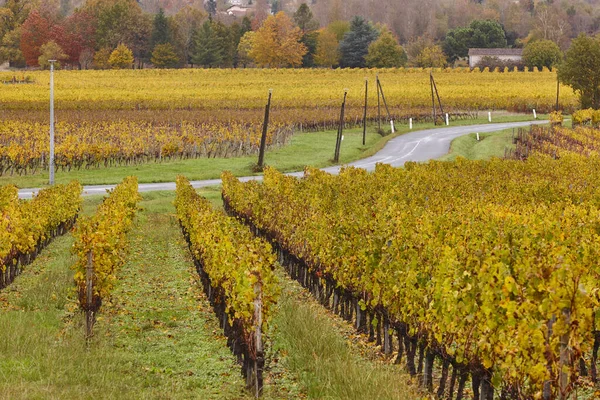 Autumn wineyards in Bordeaux. Agriculture industry in Aquitaine region. France